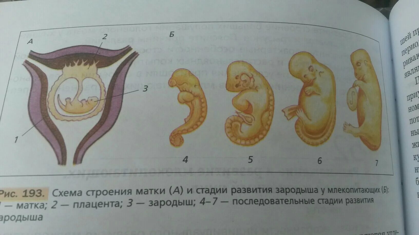 Эмбрион млекопитающего ЕГЭ биология. Стадии развития млекопитающих. Стадии развития зародыша млекопитию. Развитие зародыша у млекопитающих.