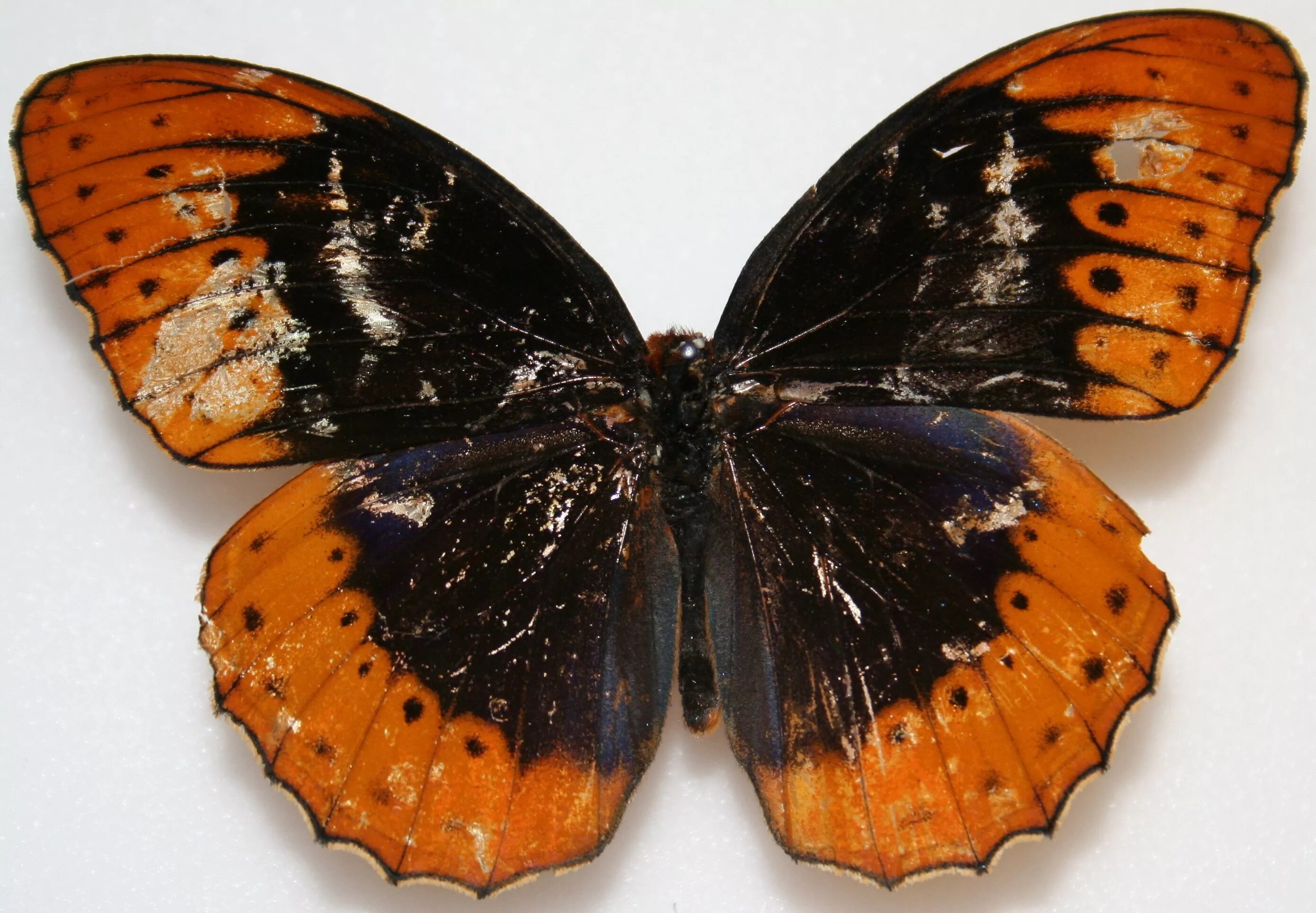 Лепесток крыло бабочки
