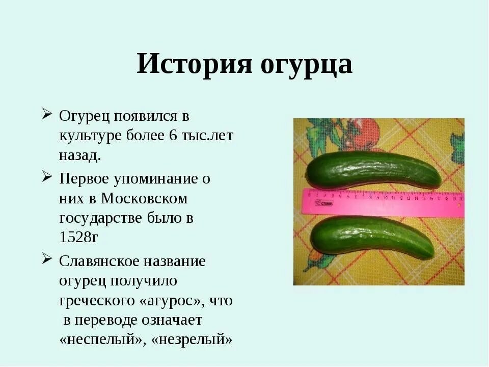 На какой день появляются огурцы. Сообщение о огурце. Доклад про огурец. История огурца. Презентации огурцы сорта.