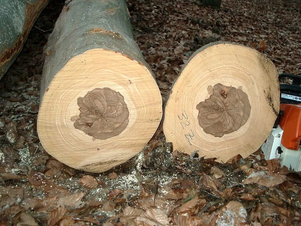Поперечный разлом бревна