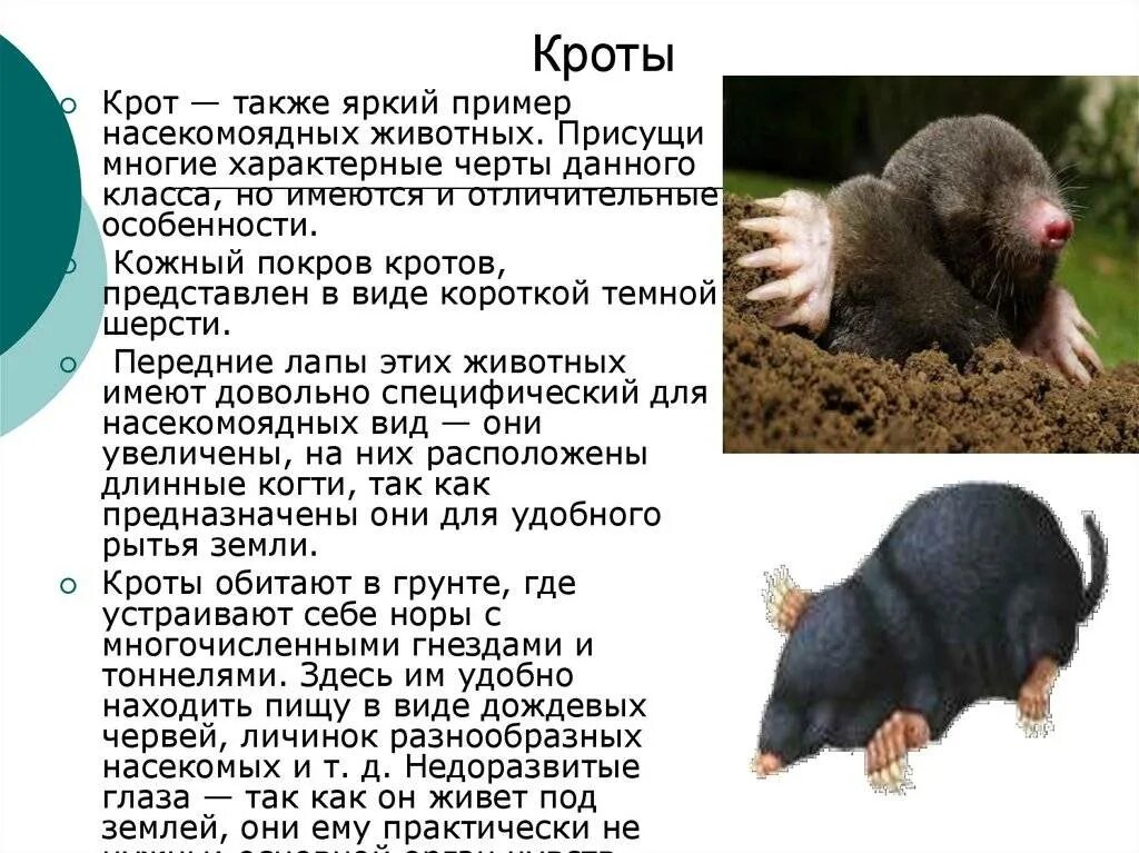 Картинки ОПИСАНИЕ КРОТА 5 КЛАСС