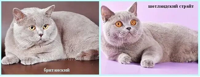 Чем отличается британец