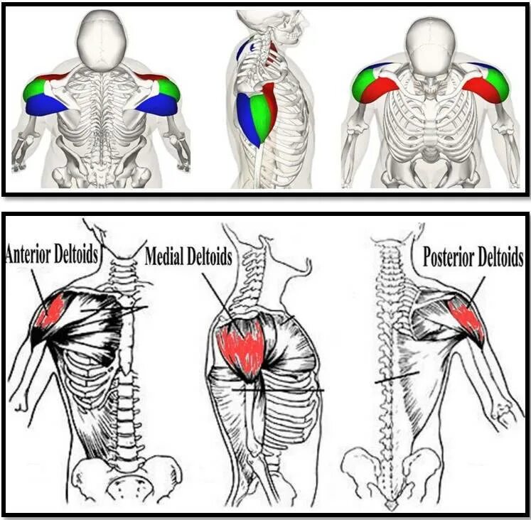 Пучок дельтовидной мышцы. Задняя Дельта анатомия функции. Строение дельтовидной мышцы плеча. Передняя порция дельтовидной мышцы. Дельтовидная мышца анатомия функции.