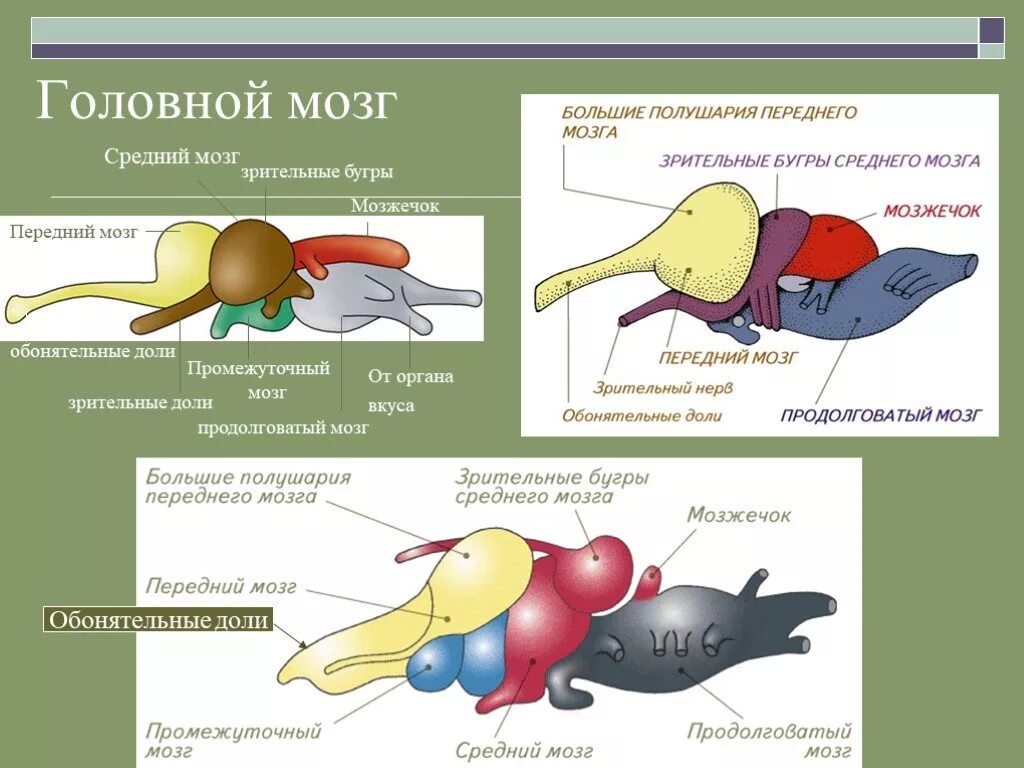 Интегрирующий отдел головного мозга у рептилий. Интегрирующий отдел головного мозга у рептилий