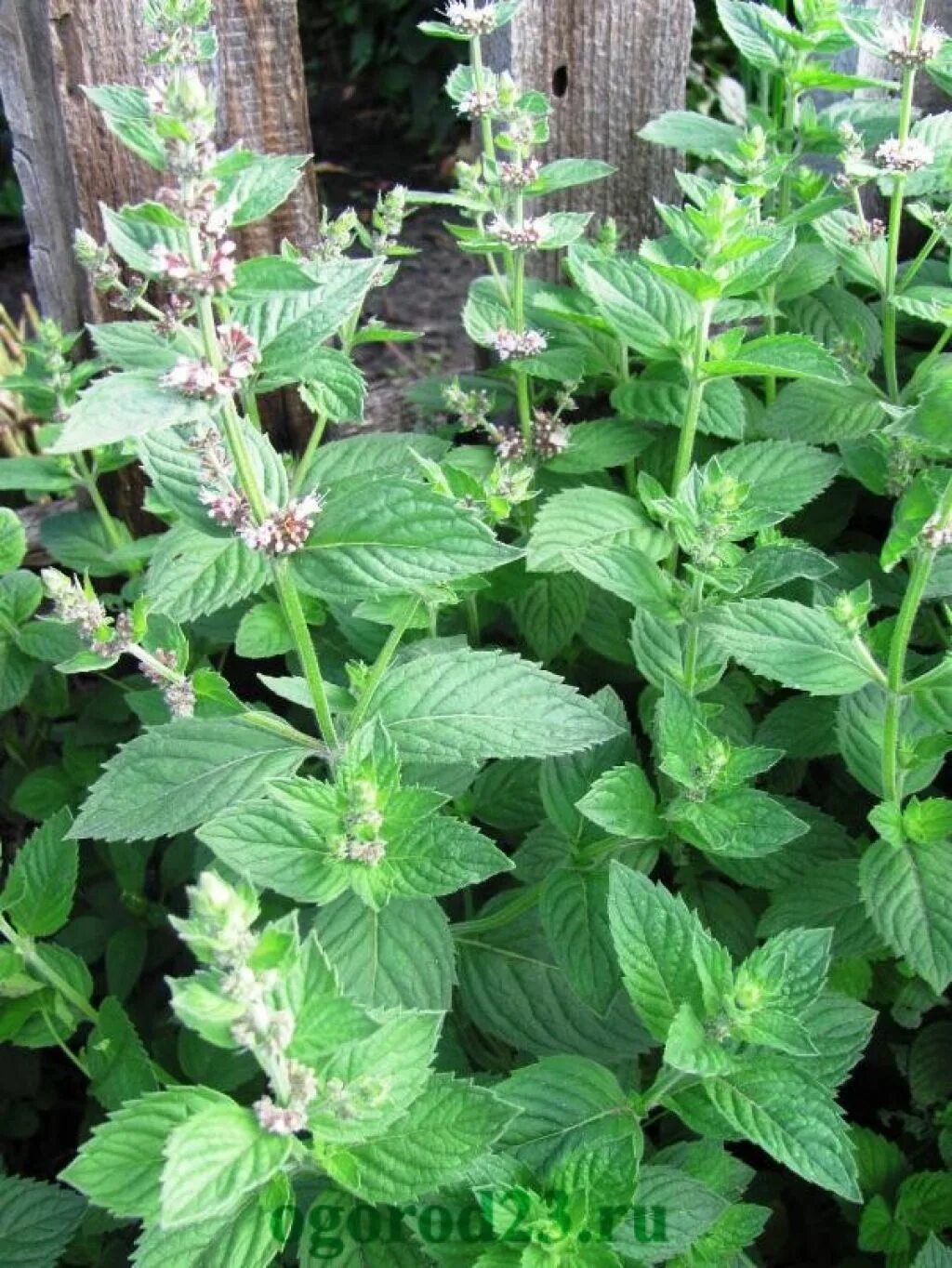 Мята перечная лекарственное растение. Мята полевая перечная. Мята перечная трава противопоказания. Мята перечная травник. Мята перечная стебель.