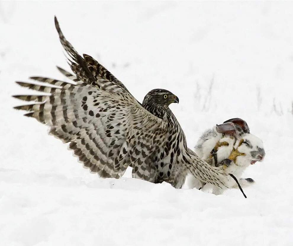 Охотник птица в нижневартовск. Зимняя охота на фазана. На какую птицу охотятся зимой. На какую птицу охотятся зимой. Тетерев и рябчик.