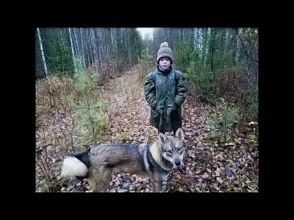 Леха таежная