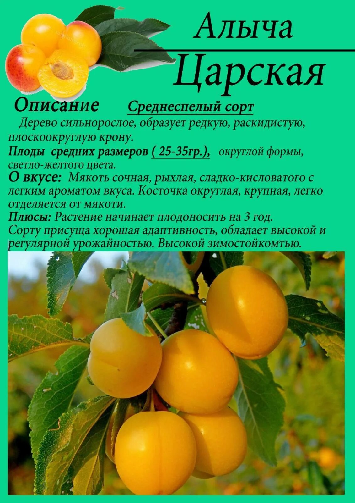 Алыча"Кубанская Комета" "Кедр" Питомник растений в СПб