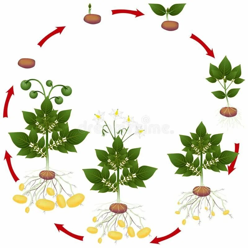 При делении жизненного цикла овощных растений. Жизненный цикл растений для детей. Цикл развития растений для детей. Цикл развития растений для дошкольников. Жизненный цикл цветка для дошкольников.