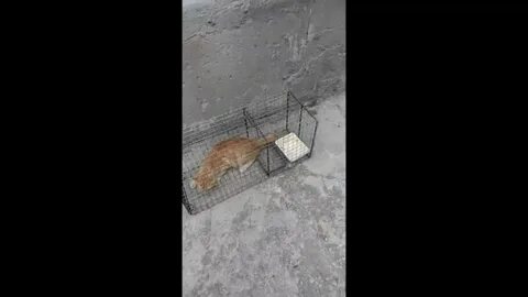 Как поймать дикого котенка
