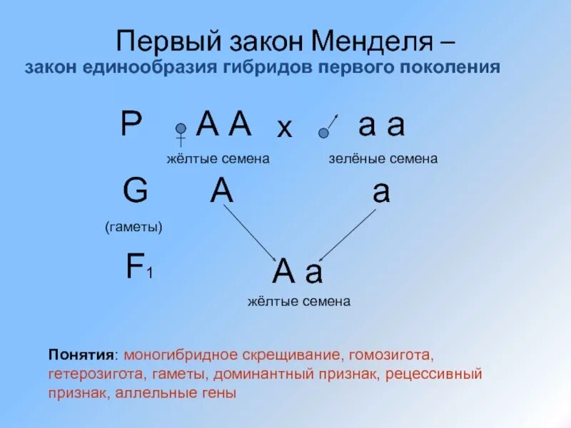 21 генотип. Первый закон Менделя закон единообразия гибридов первого поколения. Закон единообразия гибридов первого поколения (1 закон Менделя). Генетическая схема второго закона Менделя. Первый закон Менделя закон единообразия первого поколения это.