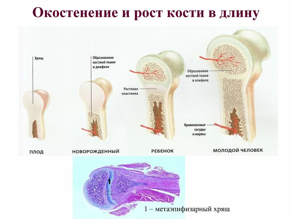 Почему кости растут. Рост костей. Рост кости человека. Рост костей в длину. Процесс оссификации костей.