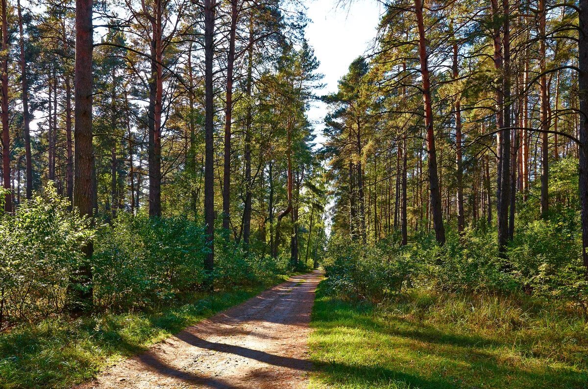 Лесной это. Тарнога Сосновый Бор. Ширингинский Сосновый Бор. Ивановский Сосновый Бор Татарстан.