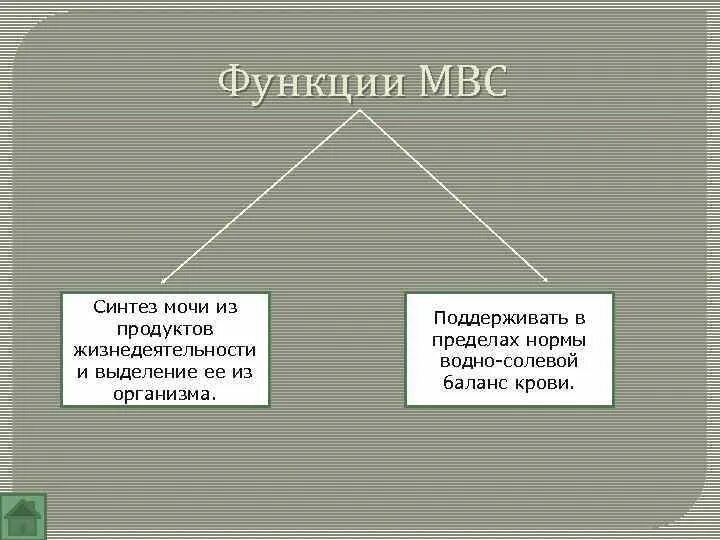 Синтез мочи. Функции МВС. Строение и функции МВС. Функции МВС биология. МВС таблица.