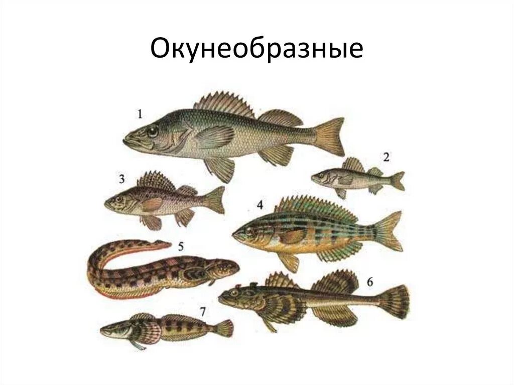 Окунеобразные рыбы представители. Отряд окунеобразные представители. рыба отряда окунеобразных. костные рыбы окунеобразные представители.