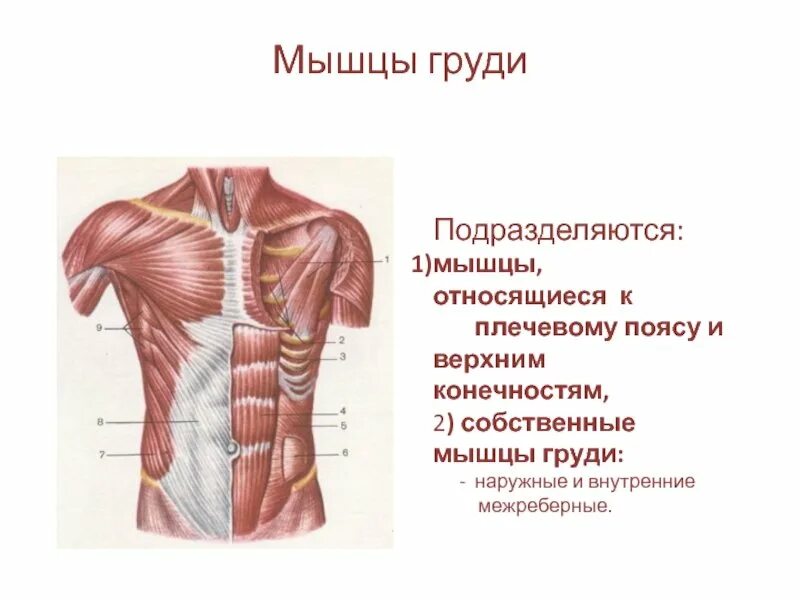 Грудные мышцы анатомия. Анатомия мужской грудной клетки мышцы. Функции больших грудных мышц. Пучки грудных мышц. Упражнения для грудной большой мышцы.