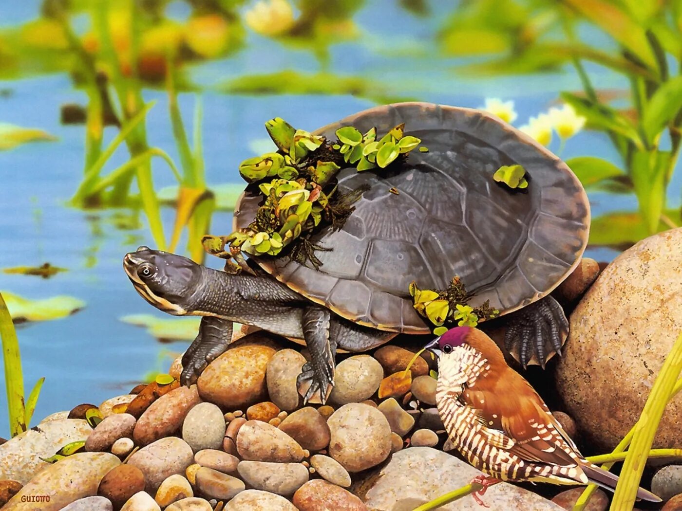 Красивая черепаха. Средиземноморская Болотная черепаха. Красноухая Болотная черепаха. Прудовая черепаха. Черепаха водоплавающая.