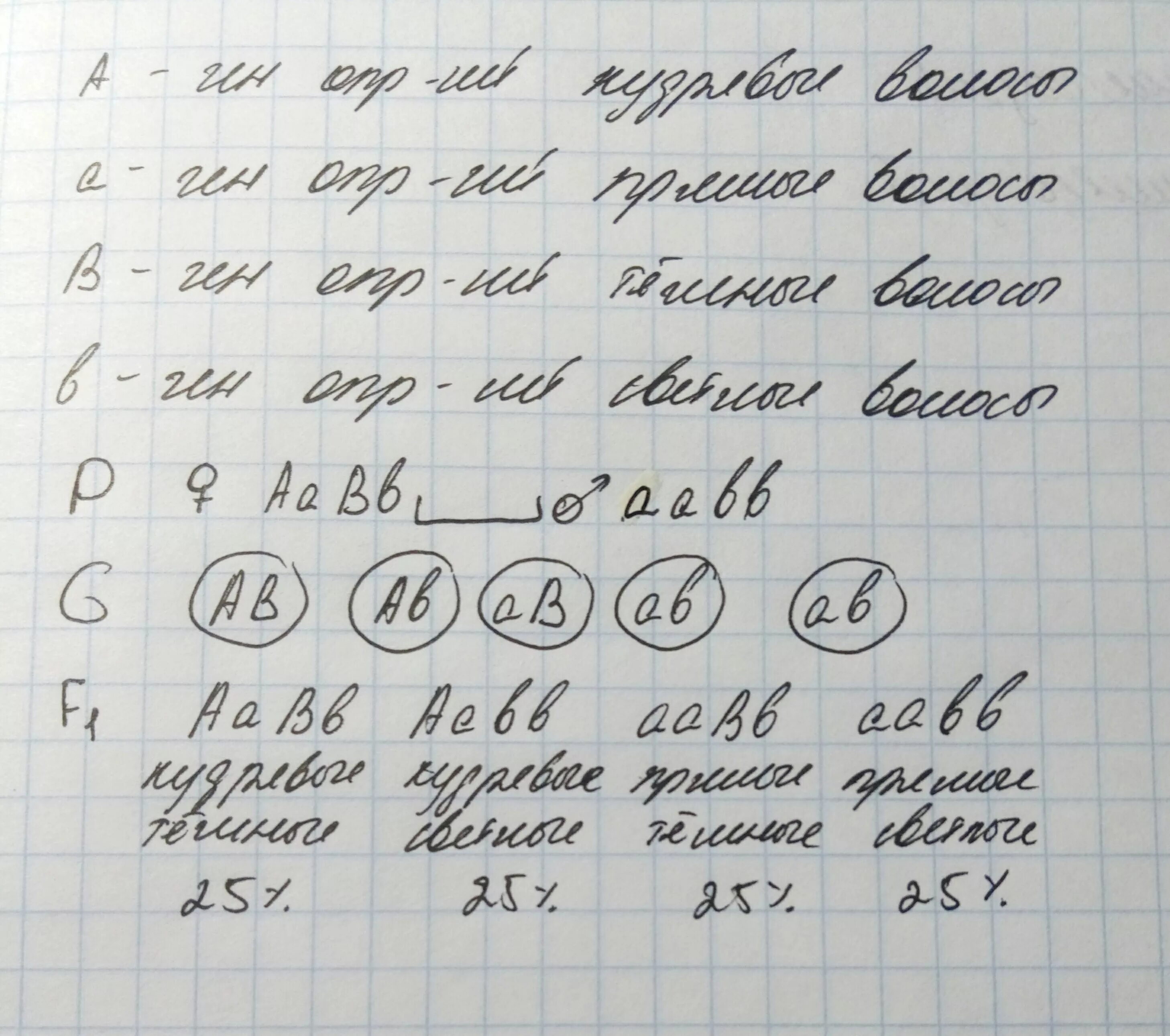 У человека вьющиеся волосы доминируют над прямым. Кучерявые волосы человека доминируют над прямыми. У человека курчавые волосы доминируют. Кудрявые волосы у человека доминируют над прямыми ( в гетерозиготном. У человека курчавые волосы с доминируют