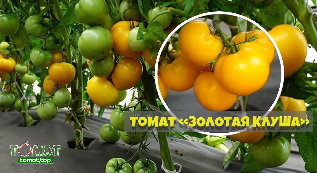 Томаты клуша отзывы фото. Семена томат золотая клуша. сорт помидор золотая клуша. томат золотая клуша 20шт (сиб сад). томат золотая клуша сибирский сад.