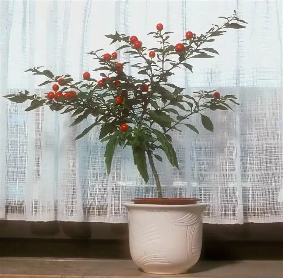 Sementes Da Árvore De Cereja Delicioso Prunus Avium Doce Sementes De Frutas Come