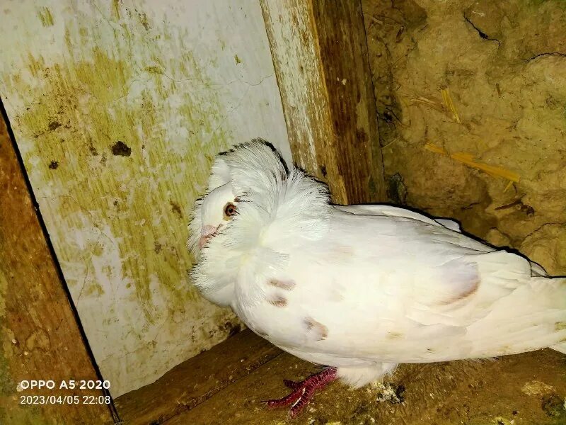 Воронежский клуб голубеводов. Москва выставка голубей 2023. Москва выставка голубей 2023. Москва выставка голубей 2023. Выставка голубей в россии.