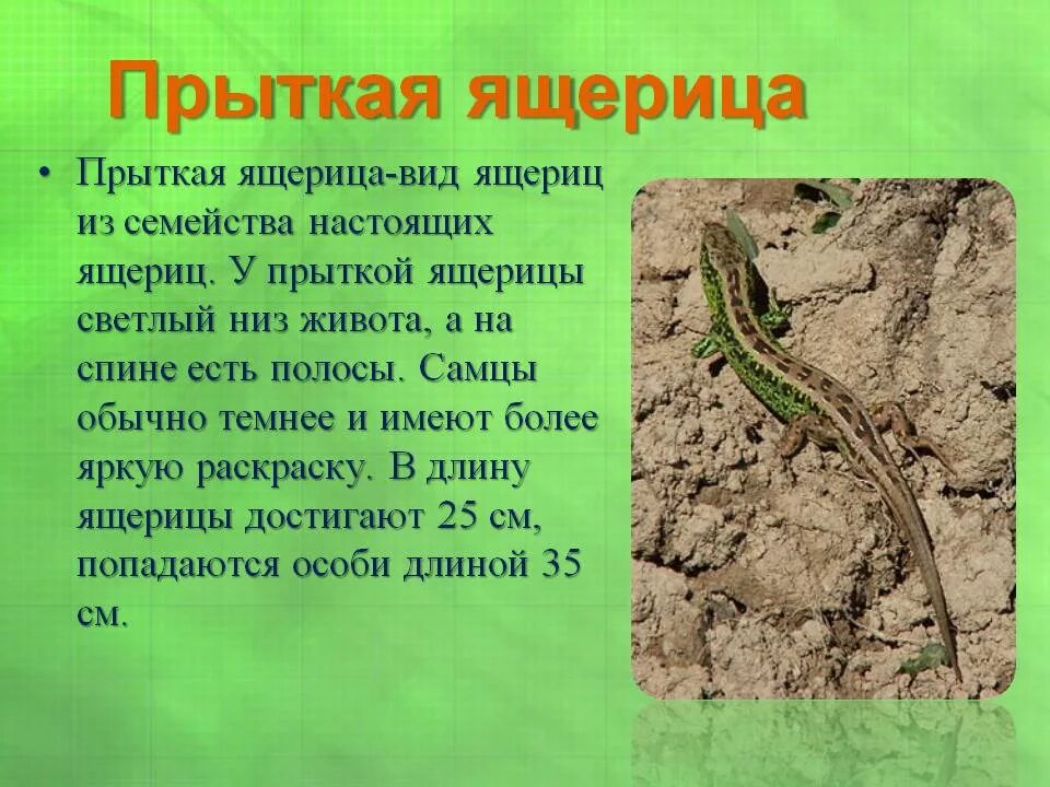 Доклад про ящерицу. Сообщение о прыткой ящерице. Рассказ ящерица чехов. Кавказская прыткая ящерица. Тип питания ящерицы прыткой.