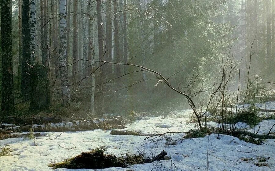 Идешь в лес рано утром если увидишь. Лес ранней весной. Март в лесу. Таяние снега в лесу.