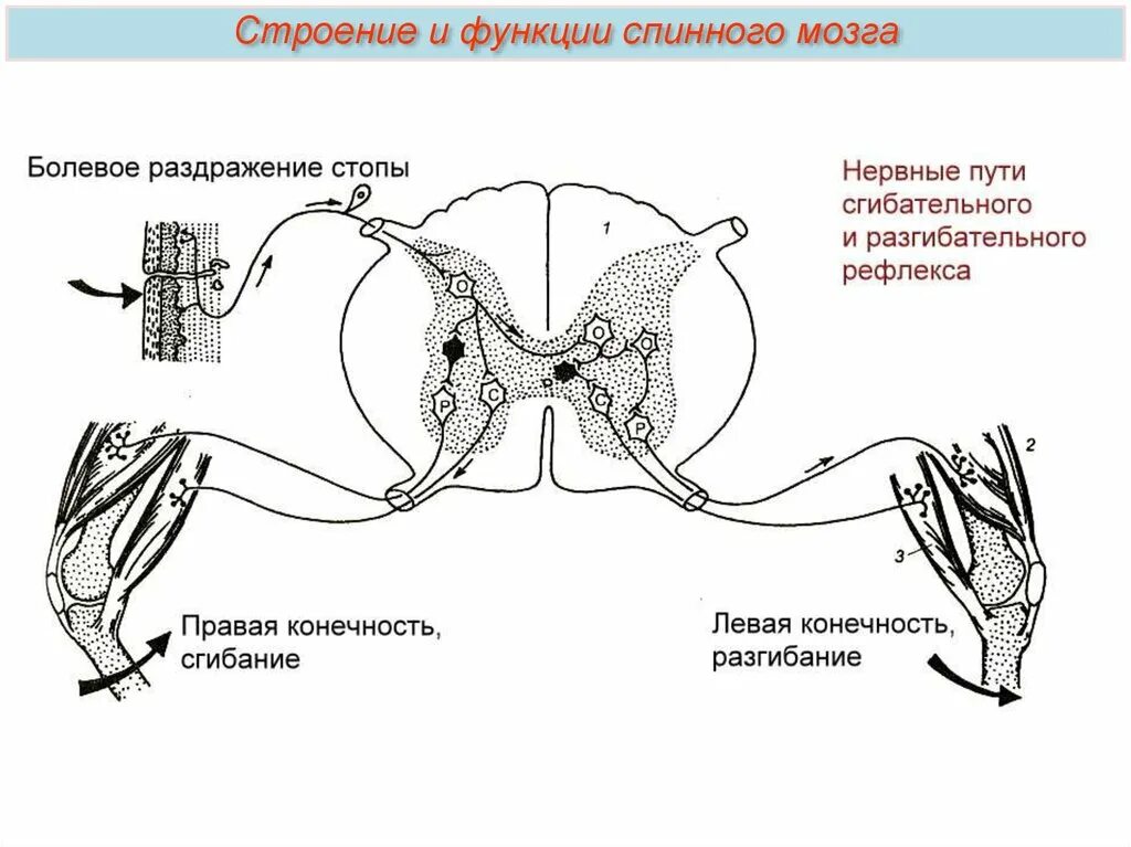 Функции спинномозгового мозга. Функции спинного мозга пути / рефлексы. Строение спинного мозга задание. Рефлекторная функция спинного мозга строение. Строение спинного мозга таблица.