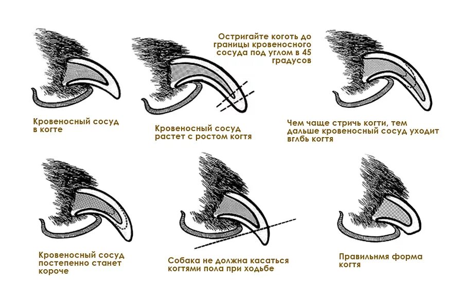 Стрижка ногтей у собак. Схема обрезки когтей у собак. Как подстричь когти собаке когтерезкой. Какой длины когти у собаки. Нормальные когти у собаки.