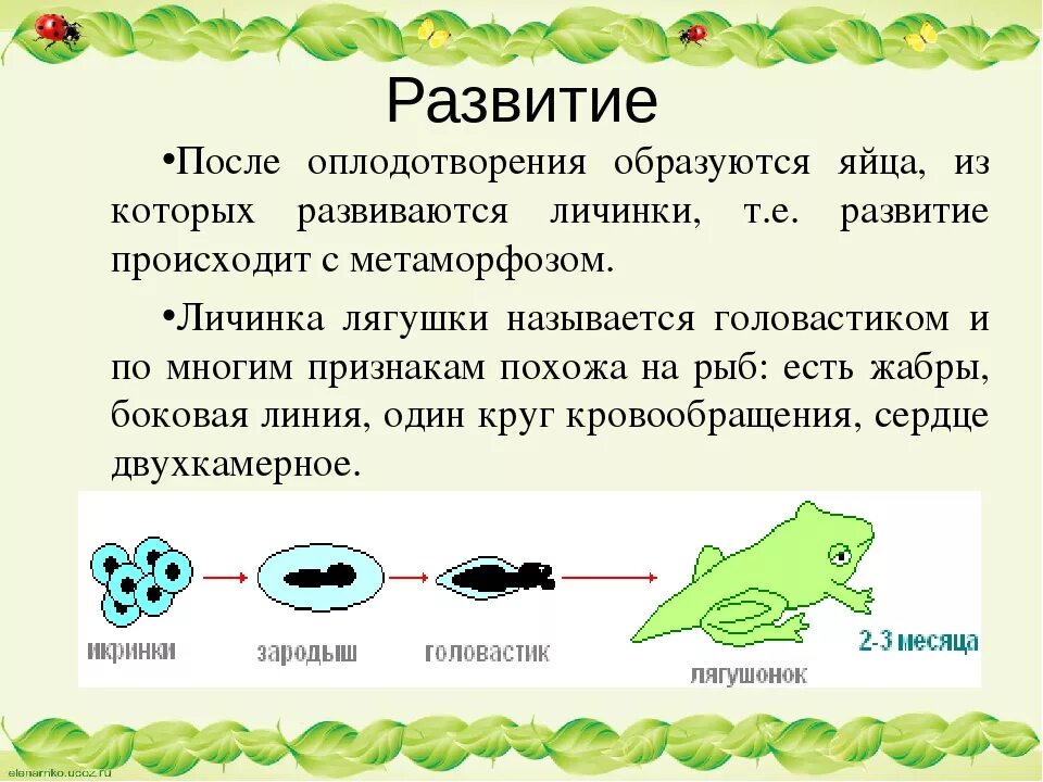 Класс земноводные 7 класс. Земноводные 7 класс биология. Земноводные презентация 7 класс биология. Земноводные презентация 7 класс.