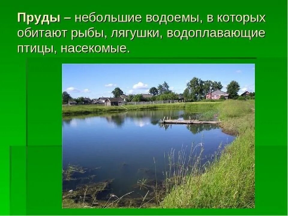 Значение водоема в природе. Презентация на тему водоемы. Пруд для презентации. Пруды и водохранилища. Что такое пруд кратко.