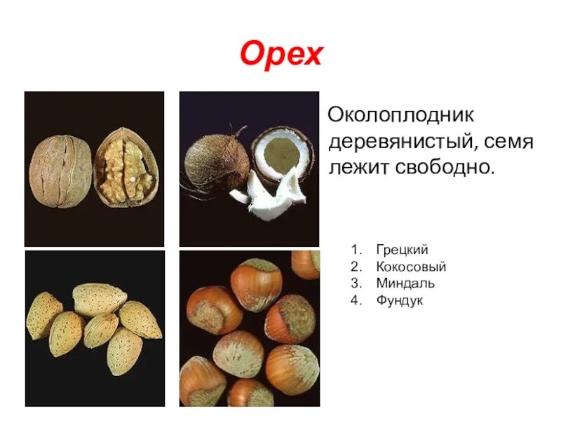 Орех приспособления для распространения. Распространение плода орех. строение кокосового ореха. тип плода орех. околоплодник ореха.