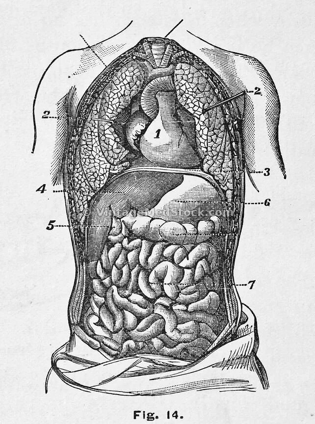 Брюшная полость картинка с подписями