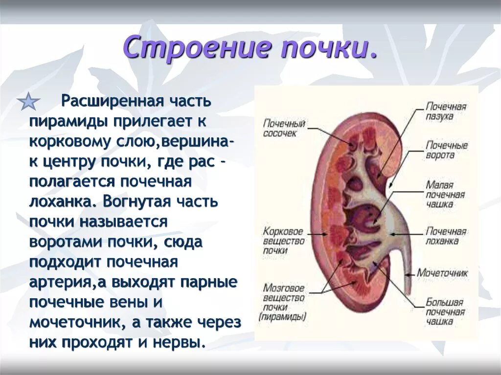 Почка анатомия человека. Строение почки почечная пирамида. Анатомическое строение почки человека. Строение, кровоснабжение и функции почки. Строение почки части.