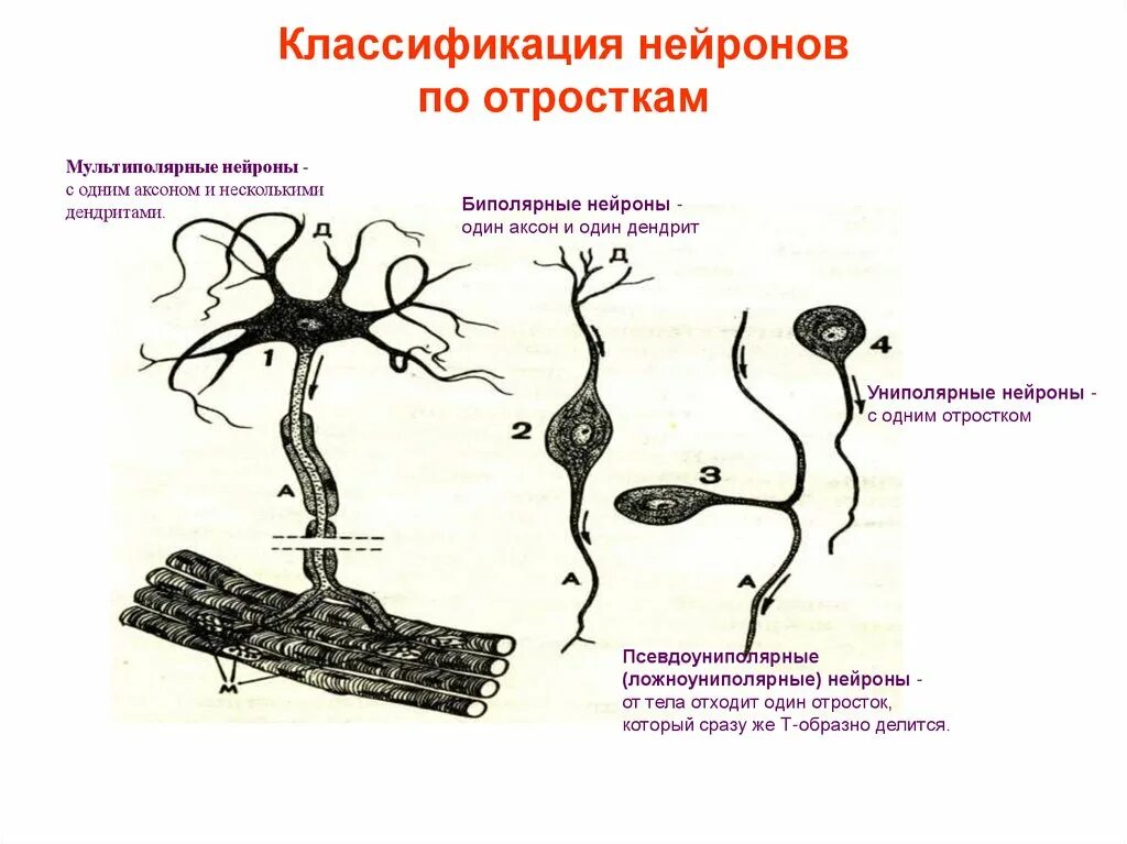 Классификация нейронов схема. Типы нейронов схема. Схема строения мультиполярного нейрона. Функциональная классификация нейронов секреторные. Нервные узлы и нейрон