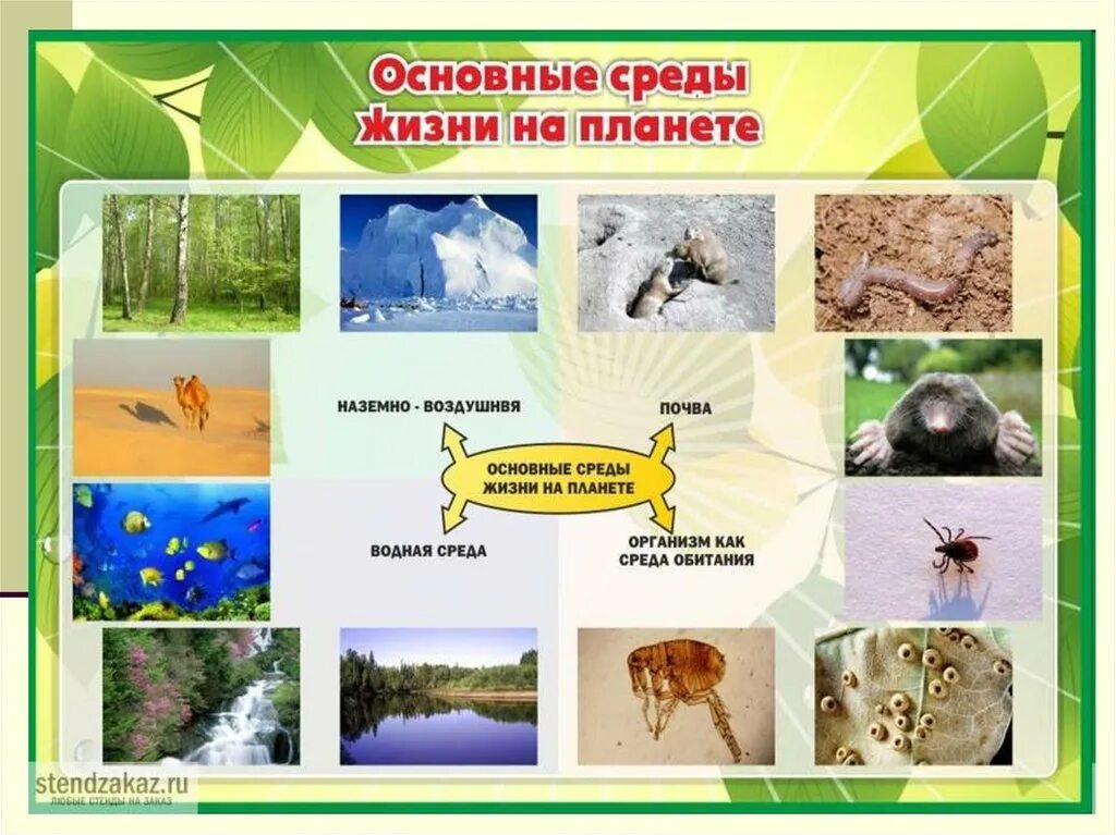 Жизнь организмов на планете земля 5. Среды жизни. Обитатели сред жизни. Среда обитания. Основные среды обитания.