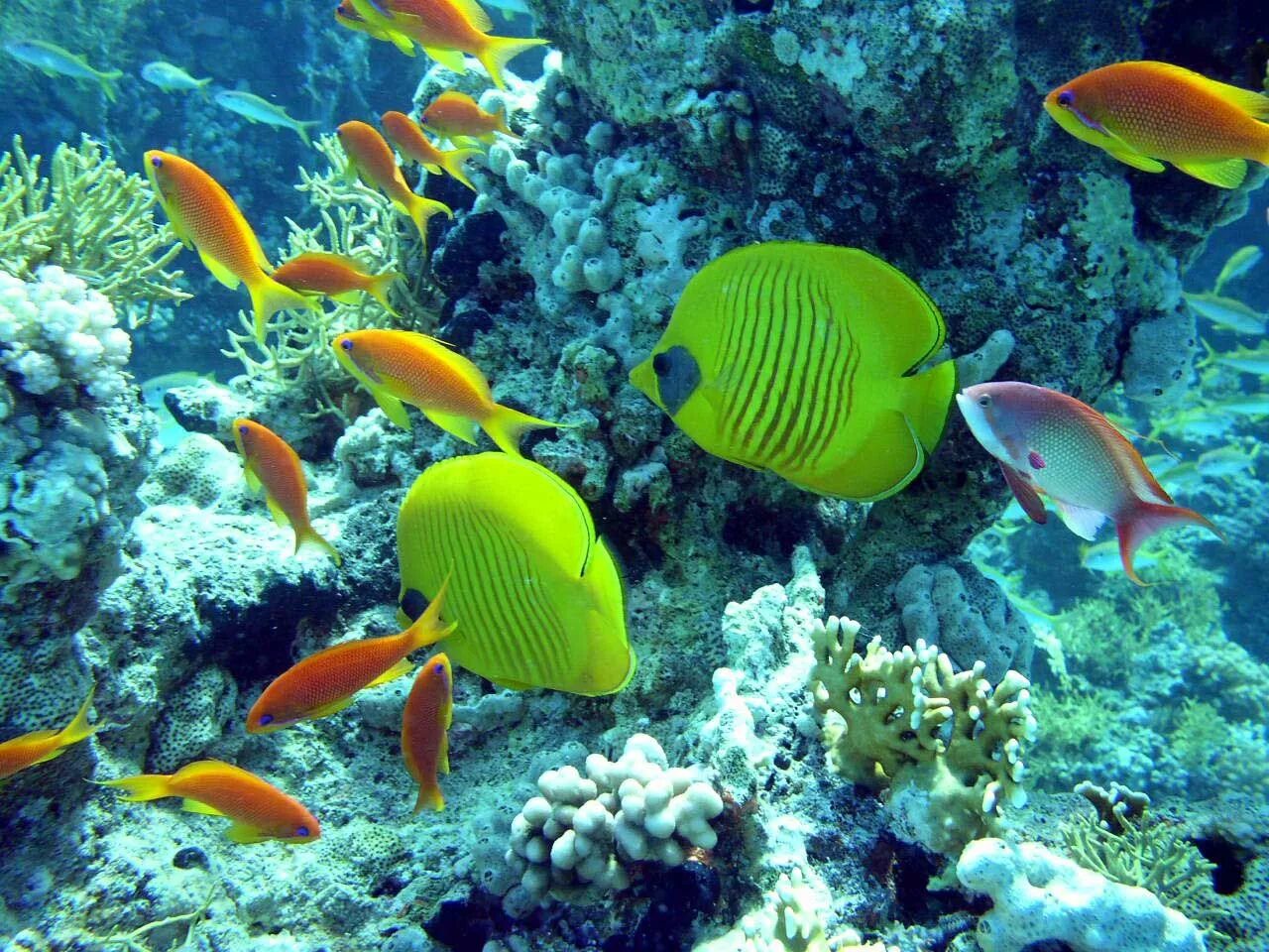 Подводный мир Макади, Красное море, Египет. Underwater World of Makadi, Egipt 20