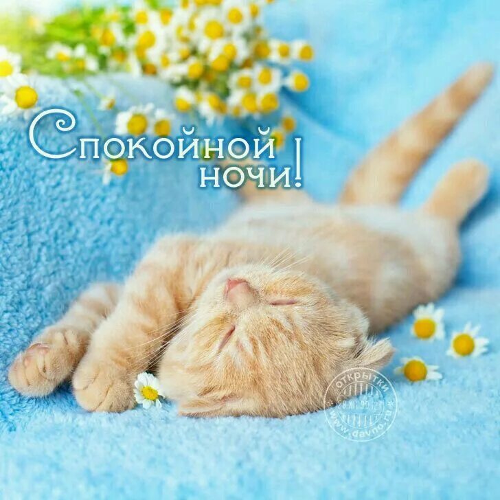 Спокойной ночи картинки милые и нежные женщине. Открытка сладких снов. Нежные иллюстрации. Доброй ночи сладких снов. Добрых нежных снов.