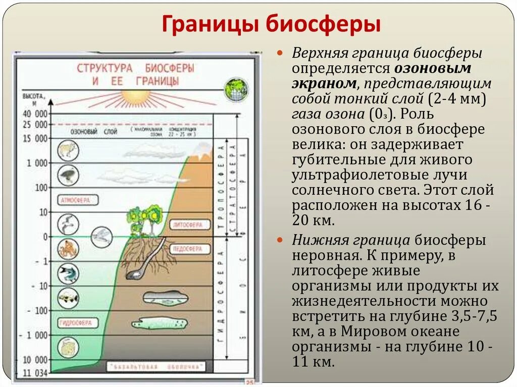 11 Класс. Биология. Понятие биосферы. Границы биосферы. Структура и границы биосферы по Вернадскому. Границы биосферы схема. Слои биосферы. Чем определяются границы распространения живых организмов