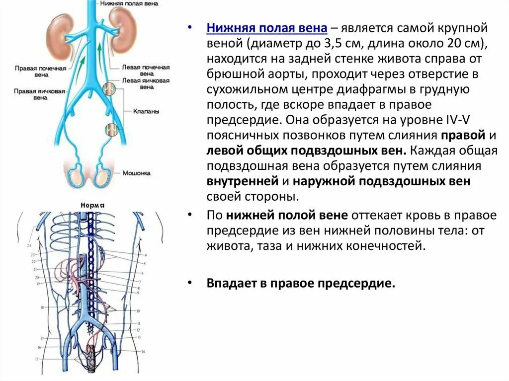 Венозная система нижняя полая Вена. Верхняя полая Вена анатомия притоки. Нижняя полая Вена система. Система верхняя полая Вена анатомия.