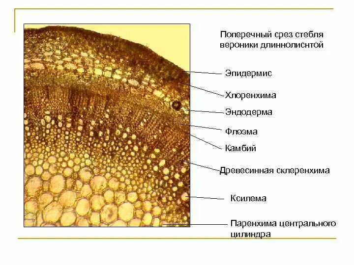 Поперечный срез стебля хлоренхима. Поперечный срез корня листа стебля. Поперечный срез листа. Склеренхима Ксилема флоэма.