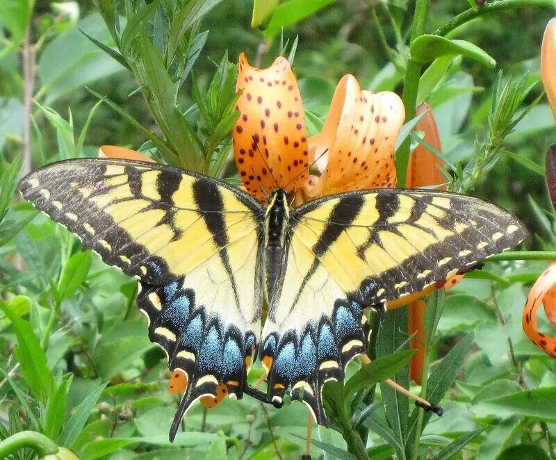 Название самых красивых бабочек. Бабочка Апельсинница. Ночные бабочки Урала. Желтая бабочка на Урале. Редкие бабочки Урала.