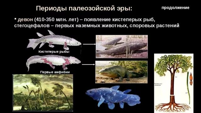 Девонский период палеозойской эры кистеперая рыба. Девон период палеозойской эры. Возникновение кистеперых рыб Эра. Появление кистеперых рыб