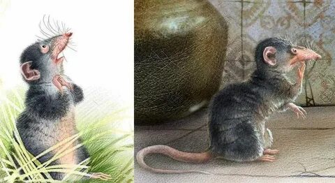 Крыса чучундра