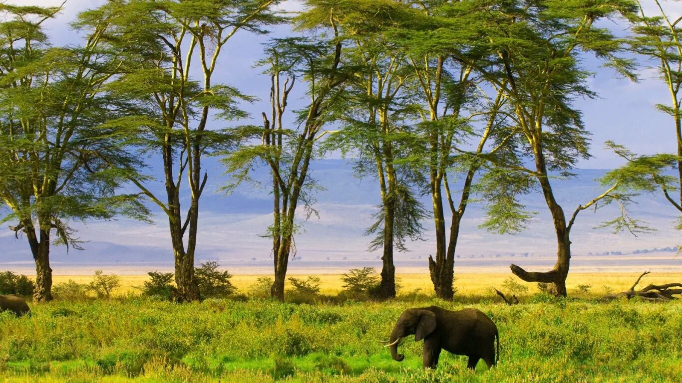 саванны и редколесья австралии животный мир. животные редколесья австралии. саванны и редколесья австралии животный мир. саванны австралии.