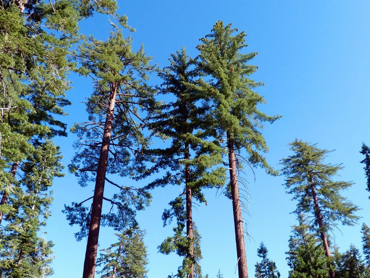 Хвойная это где. Сосны Pinus lambertiana. Сосна Ламберта сахарная. Шишка сосны Pinus lambertiana. Сосны Ламберта (Pinus lambertiana)й.