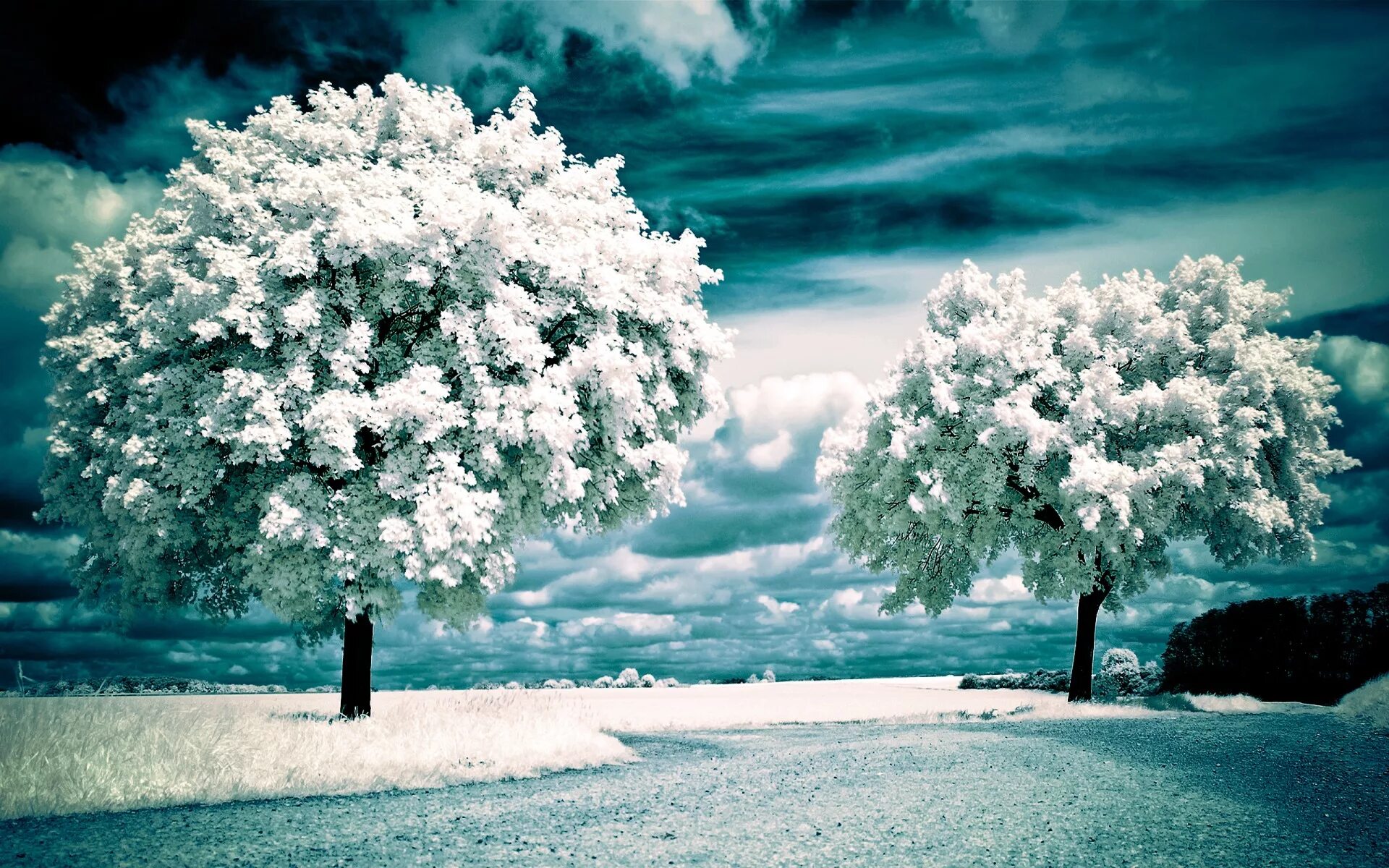 Зачем белые деревья. Деревья в снегу. Цветущее дерево. Заснеженные деревья. Красивые деревья в снегу.
