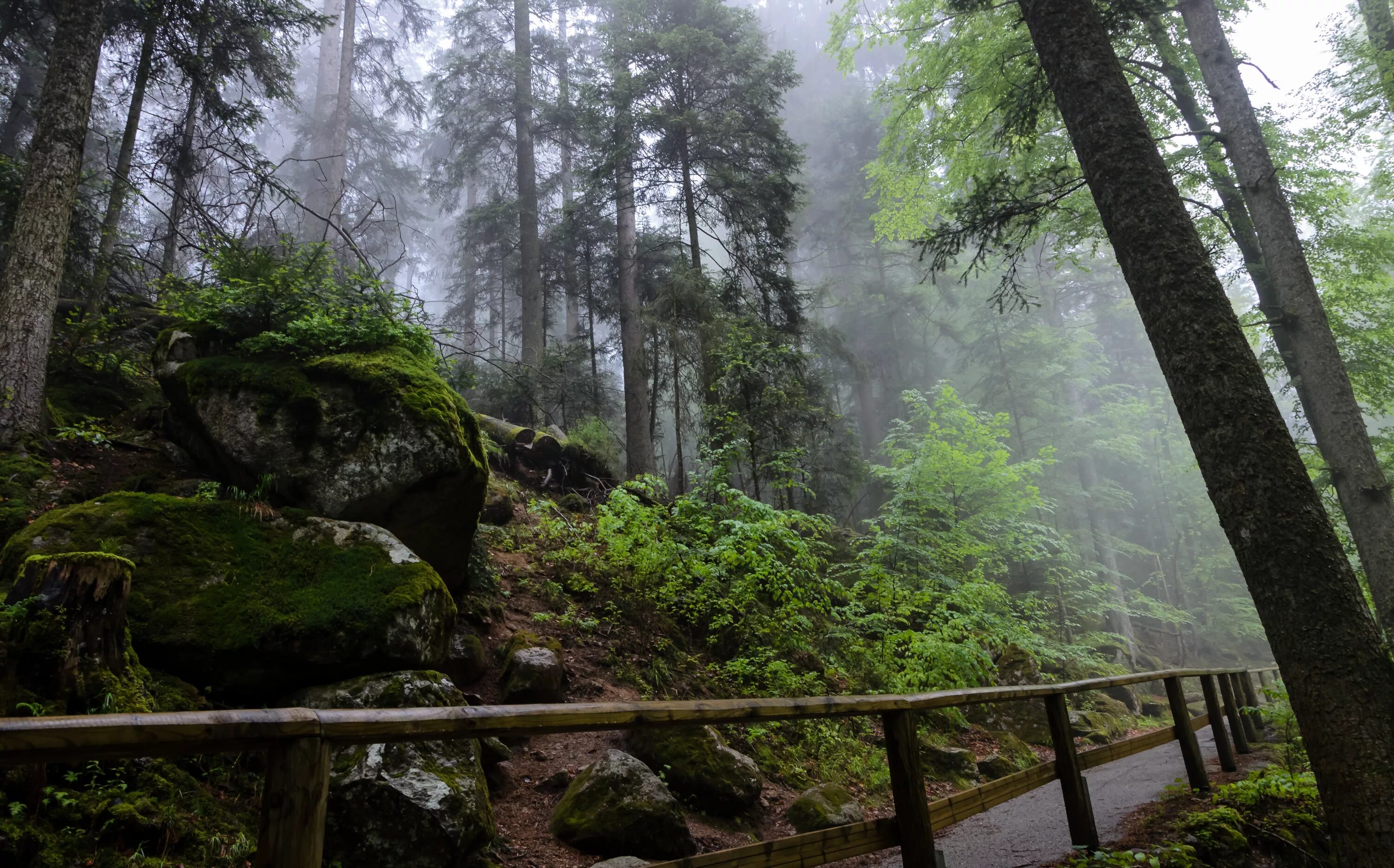 Лес Шварцвальд Германия. Шварцвальд (the Black Forest), Германия. Шварцвальд темный лес. Тёмный лес Шварцвальд Германия.