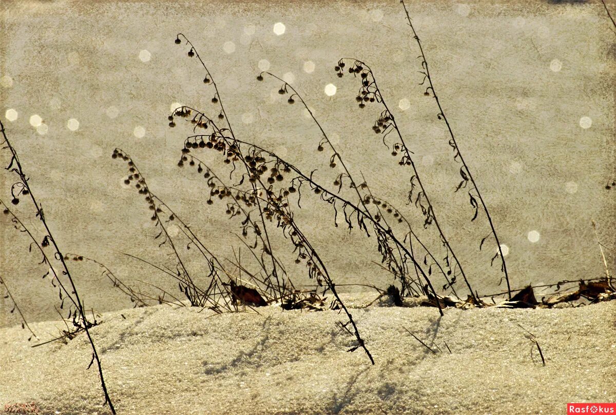 фильм полынь дорога мёртвых. полынь: дорога мёртвых фильм 2014 кадры. полынь: дорога мертвых / лесной змей. полынь дорога. полынь: дорога мёртвых фильм 2014.