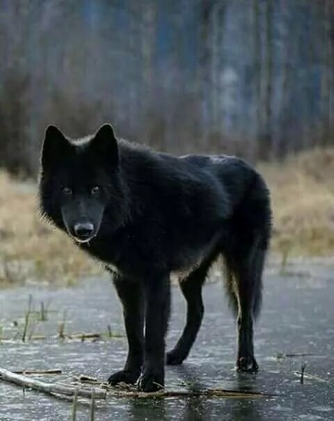 Канадский черный волк фото Pin van C*R*F op Animals Wolves Zwarte wolven, Wolven, Wolf